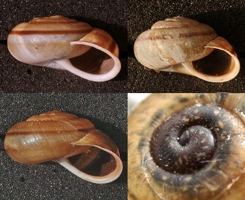 Chilostoma (Campylea) in Italia